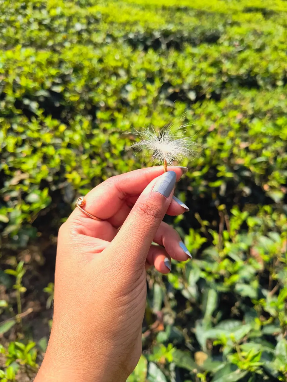 simple hand holding wild flower during travel to a tea garden